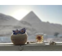 Etheria Holistics Lotus Flowers | Whole Dried Flowers | Naturally Grown in Thailand | Premium Herbal Tea | 20g & 50g (50g)