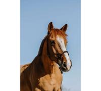 Ethological halter for horse Norton Zary