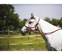 Ethological Halter With Reins
