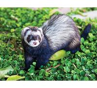 Ethology: Studying Animal Behavior