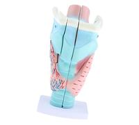 Etyldya 3X Magnification of A Human Larynx Model. Studies.