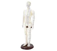Etyldya Model, Chinese Medicine Meridians, Height 50 Cm, Teaching Aid, Male Hard