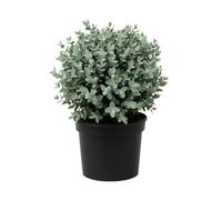 Eucalyptus France Blue 7.5L Potted Evergreen Shrub