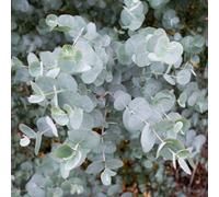 Eucalyptus Gunnii Azura Compact Cider Gum - Blue-Grey Hardy Evergreen For Small Gardens - Thompson & Morgan
