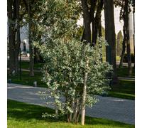 Eucalyptus Gunnii Silver Blue Aromatic Evergreen Tree