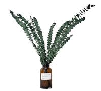 Eucalyptus Plant for Shower - Natural Large Eucalyptus Stems - Dry Bundle Arrangements Beauty Decor Centerpiece for House Bathroom Spa Living Room Apartment Home Salon