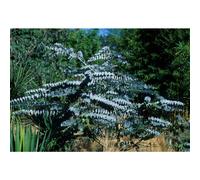 Eucalyptus pulverulenta Baby Blue Dwarf Gum Plug Plant - Compact Evergreen with Stunning Blue Foliage for Small Gardens