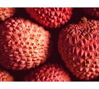 Eudicots: Maples, Cashews, and Chocolate