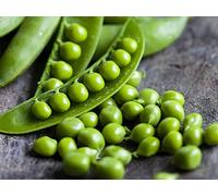 Eudicots: Peas and Beans