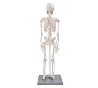 Eujgoov Human Skeleton Model, Anatomical Teaching Tool Skeleton Model 85cm with Base and Supporting Rod, Detachable Skull and Leg Bones, for Schools Colleges Biology Study