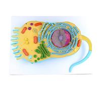 Eukaryotic Cell Structure Model - Cell Biology Model - Cell Biology Teaching Aids Specimens