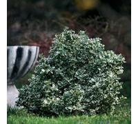 Euonymus Emerald Gaiety Variegated Green And White Evergreen Shrub 10.5Cm X 6
