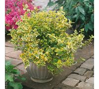 Euonymus Emerald Gold Golden Variegated Evergreen Shrub 10.5Cm X 3