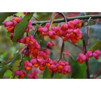 Euonymus Europaeus Spindle Tree Plant Shrub 2-3ft Supplied in a 3L Pot Direct Plants Multi One Size