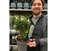 Euonymus fortunei 'Paloma Blanca' 9cm/1.5L/2L., 5L (50-60cm inc. growers pot)