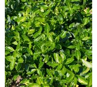 Euonymus Green Spire Upright Columnar Evergreen Shrub 2L Pot