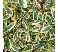 Euonymus japonicus 'Bravo' Versatile Evergreen Shrub with Creamy Margined Foliage Ideal for Hedges Screens Ground Cover Coastal Urban Areas 1X 3 Litre Pot by Thompson and Morgan