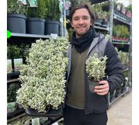 Euonymus japonicus 'White Spire' 9cm-5L.