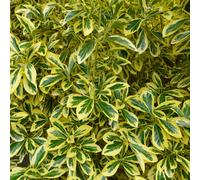 Euonymus Microphyllus Aureomarginatus Gold Edged Variegated 2L Shrub