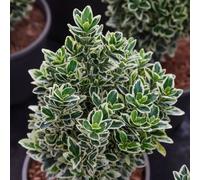 Euonymus White Spire Upright Architectural White Evergreen Shrub 2L Pot