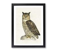 Eurasian Eagle Owl By Von Wright Vintage Framed Print | A3 Black Framed Wall Art | Ready to Hang | Classic Animal Picture | Living Room Bedroom Lounge Office