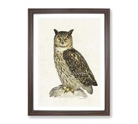 Eurasian Eagle Owl By Von Wright Vintage Framed Print | A4 Walnut Framed Wall Art | Ready to Hang | Classic Animal Picture | Living Room Bedroom Lounge Office