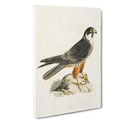 Eurasian Hobby Falcon by Von Wright Canvas Print for Living Room Bedroom Home Office Décor, Wall Art Picture Ready to Hang, 30 x 20 Inch (76 x 50 cm)