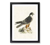 Eurasian Hobby Falcon by Von Wright Framed Print | A2 Black Framed Wall Art | Ready to Hang | Modern Nature Picture | Living Room Bedroom Lounge Office