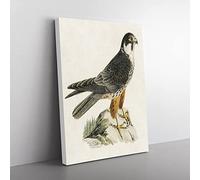 Eurasian Hobby Falcon By Von Wright Vintage Canvas Wall Art Print Ready to Hang, Framed Picture for Living Room Bedroom Home Office Décor, 60x40 cm (24x16 Inch)