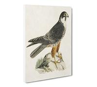 Eurasian Hobby Falcon By Von Wright Vintage Canvas Wall Art Print Ready to Hang, Framed Picture for Living Room Bedroom Home Office Décor, 30x20 Inch (76x50 cm)