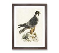 Eurasian Hobby Falcon By Von Wright Vintage Framed Wall Art Print A3 Walnut