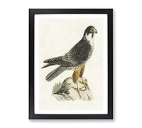 Eurasian Hobby Falcon By Von Wright Vintage Framed Wall Art Print, Ready to Hang Picture for Living Room Bedroom Home Office Décor, Black A3 (34 x 46 cm)