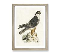 Eurasian Hobby Falcon By Von Wright Vintage Framed Wall Art Print, Ready to Hang Picture for Living Room Bedroom Home Office Décor, Oak A3 (34 x 46 cm)