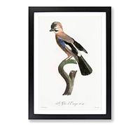 Eurasian Jay Bird by Jacques Barraband Framed Print | A2 Black Framed Wall Art | Ready to Hang | Modern Nature Picture | Living Room Bedroom Lounge Office