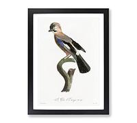Eurasian Jay Bird By Jacques Barraband Vintage Framed Print A4 Black