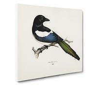 Eurasian Magpie Bird by Von Wright Canvas Wall Art Print 14x14 Inch