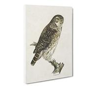 Eurasian Pygmy Owl By Von Wright Vintage Canvas Wall Art Print Ready to Hang, Framed Picture for Living Room Bedroom Home Office Décor, 30x20 Inch (76x50 cm)