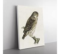 Eurasian Pygmy Owl By Von Wright Vintage Canvas Wall Art Print Ready to Hang, Framed Picture for Living Room Bedroom Home Office Décor, 50x35 cm (20x14 Inch)