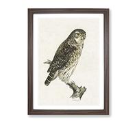 Eurasian Pygmy Owl By Von Wright Vintage Framed Print | A2 Walnut Framed Wall Art | Ready to Hang | Classic Animal Picture | Living Room Bedroom Lounge Office