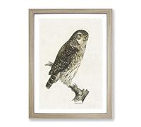 Eurasian Pygmy Owl By Von Wright Vintage Framed Print | A3 Oak Framed Wall Art | Ready to Hang | Classic Animal Picture | Living Room Bedroom Lounge Office