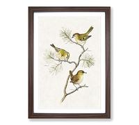 Eurasian Wren & Goldcrest Birds by Von Wright Framed Print A2 Walnut