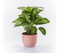 Euro3Plast Rio Greener Cachepot Cm.30 Mirage