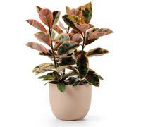 Euro3Plast Rio Greener Cachepot Cm.40 Dune