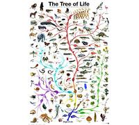 EuroGraphics Laminated Evolution Tree of Life Featuring Charles Darwin Poster Print 24x36