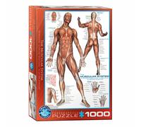 Eurographics Puzzle The Muscular System, Anatomy, 1000 pieces, 68x48 cm, 6000...