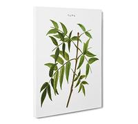 European Ash Tree Branch By Pierre Joseph Redoute Canvas Print | Gallery Wrapped 30mm Frame Wall Art | 30x20 inches | Ready to Hang | Retro Landscape Picture | Living Room Bedroom Lounge Office