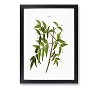 European Ash Tree Branch by Pierre-Joseph Redoute Framed Print | A2 Black Framed Wall Art | Ready to Hang | Modern Floral Picture | Living Room Bedroom Lounge Office