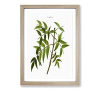 European Ash Tree Branch by Pierre-Joseph Redoute Framed Print | A2 Oak Framed Wall Art | Ready to Hang | Modern Floral Picture | Living Room Bedroom Lounge Office