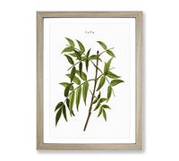 European Ash Tree Branch By Pierre Joseph Redoute Vintage Framed Print | A4 Oak Framed Wall Art | Ready to Hang | Classic Floral Picture | Living Room Bedroom Lounge Office