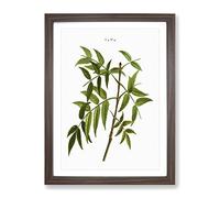 European Ash Tree Branch By Pierre Joseph Redoute Vintage Framed Wall Art Print, Ready to Hang Picture for Living Room Bedroom Home Office Décor, Walnut A2 (64 x 46 cm)